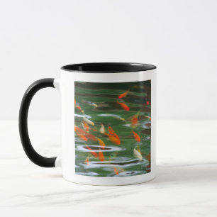 High angle view of koi crap fish in a pond mug