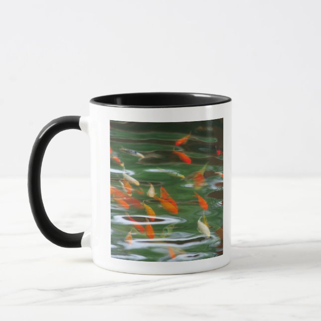 High angle view of koi crap fish in a pond mug (Left)