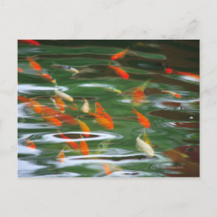 High angle view of koi crap fish in a pond postcard