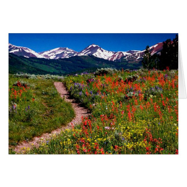 High Country Wildflower Meadow Greeting Card (Front Horizontal)