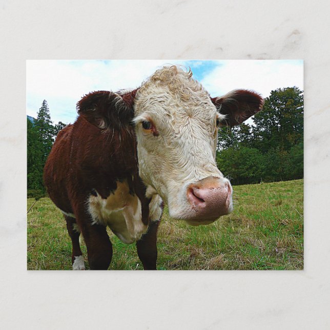 High Def Hereford Postcard (Front)