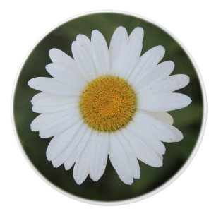 High def photography of a Daisy Ceramic Knob
