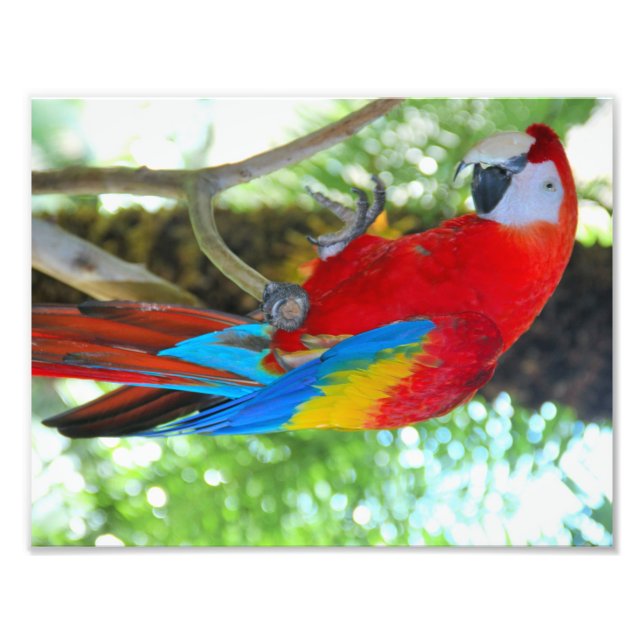 High definition photography Scarlet Macaw Photo Print (Front)