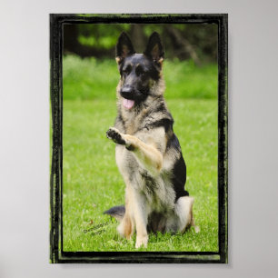 High Five German Shepherd Poster