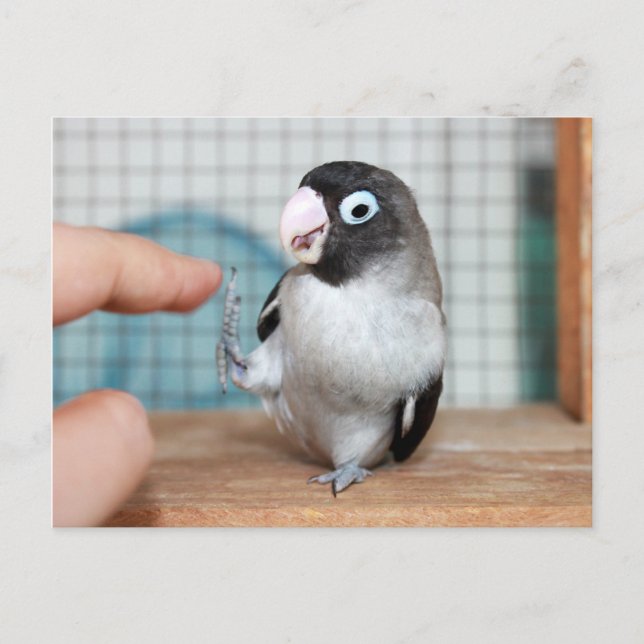 High five! postcard (Front)