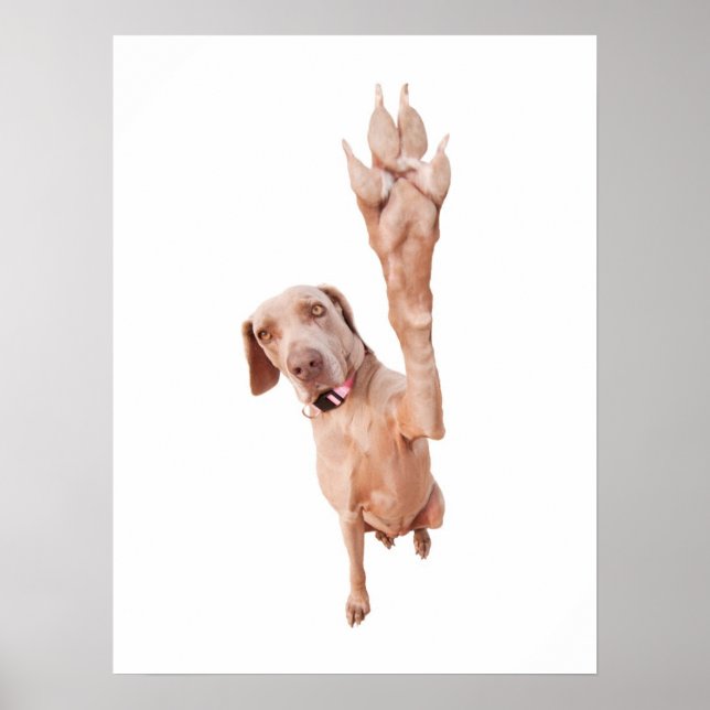 High Five Weimaraner Poster (Front)