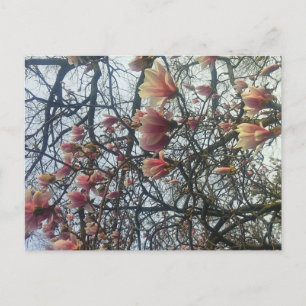 High Park, Toronto Ontario Cherry Blossom 2016 Postcard