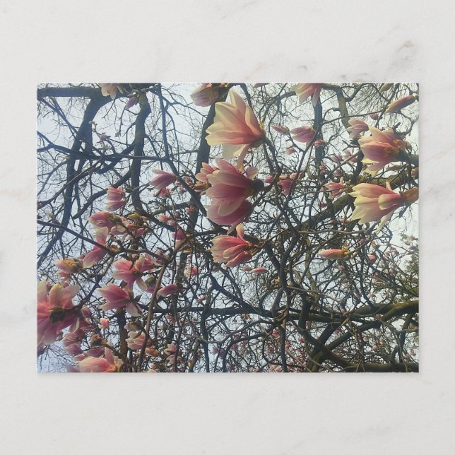 High Park, Toronto Ontario Cherry Blossom 2016 Postcard (Front)