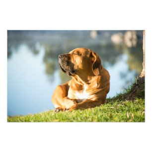 High Quality Photo Print of Boerboel Dog by River