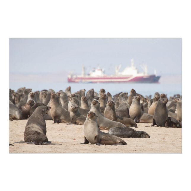High Quality Photo Print of Cape Fur Seals (Front)