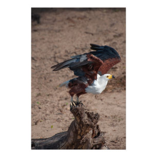 High Quality Photo Print of Fish Eagle
