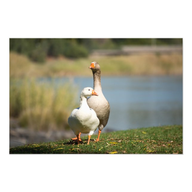 High Quality Photo Print of Geese by river (Front)