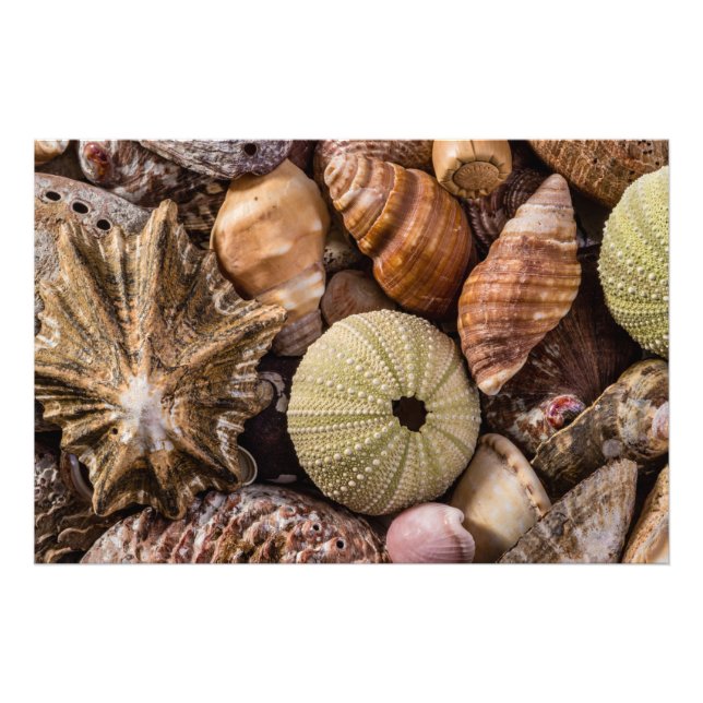 High Quality Photo Print of Mixed Sea Shells (Front)