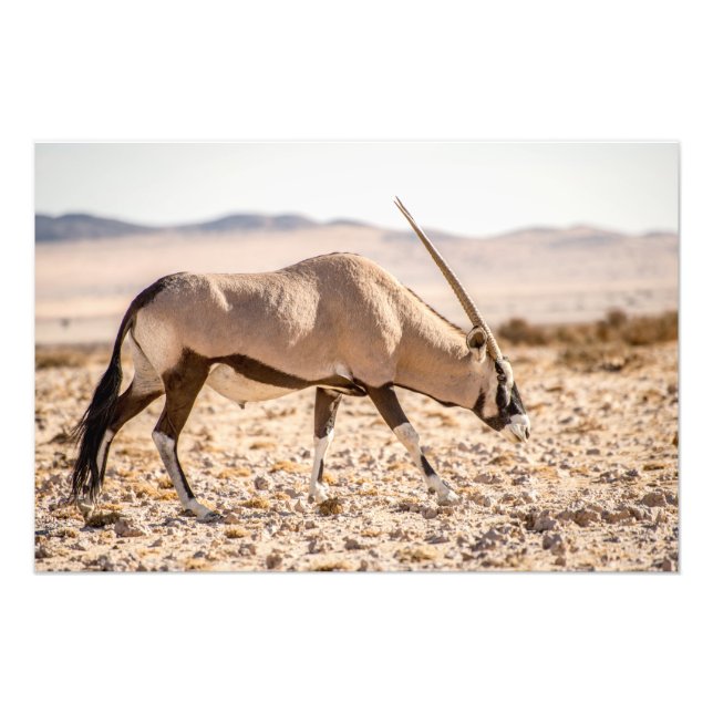 High Quality Photo Print of Oryx in Desert (Front)