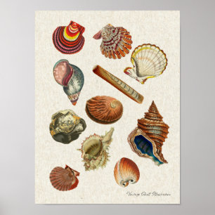 High Resolution Vintage Seashells Poster