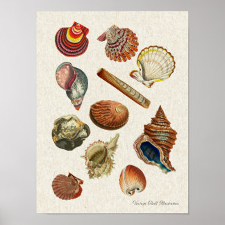 High Resolution Vintage Seashells Poster