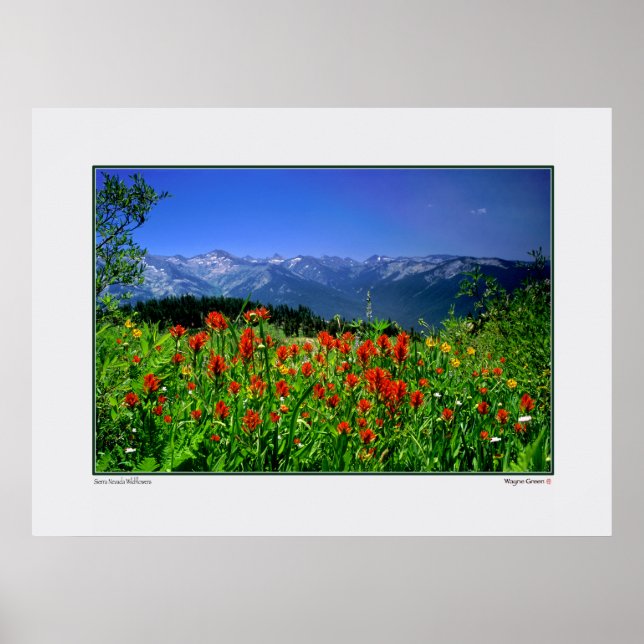 High Sierra Nevada Wildflowers Poster (Front)