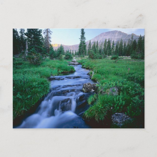 HIGH UINTAS WILDERNESS, UTAH. Stillwater Fork Postcard (Front)