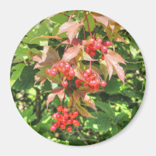 Highbush Cranberries Magnet