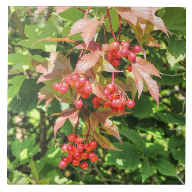 Highbush Cranberries Tile (Front)