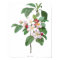 HIGHEST QUALITY Botanical print of Apple Blossom