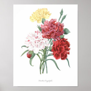 HIGHEST QUALITY Botanical print of Carnation