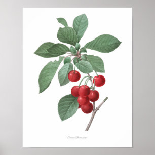 HIGHEST QUALITY Botanical print of Cherries