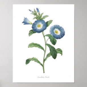 HIGHEST QUALITY Botanical print of Convolvulus