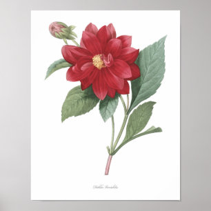 HIGHEST QUALITY Botanical print of Dahlia