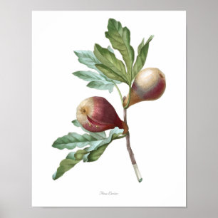 HIGHEST QUALITY Botanical print of Fig