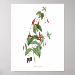 HIGHEST QUALITY Botanical print of Fuchsia
