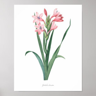 HIGHEST QUALITY Botanical print of Gladiolus