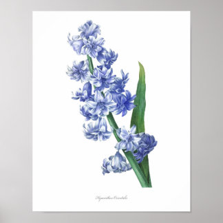 HIGHEST QUALITY Botanical print of Hyacinth