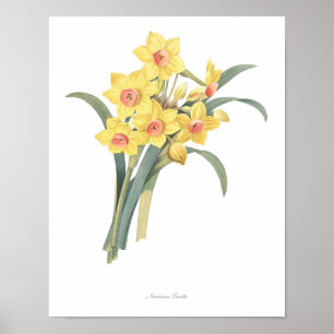 HIGHEST QUALITY Botanical print of Narcissus