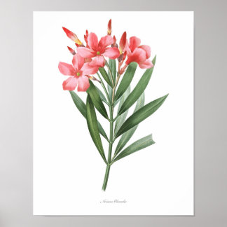 HIGHEST QUALITY Botanical print of Oleander