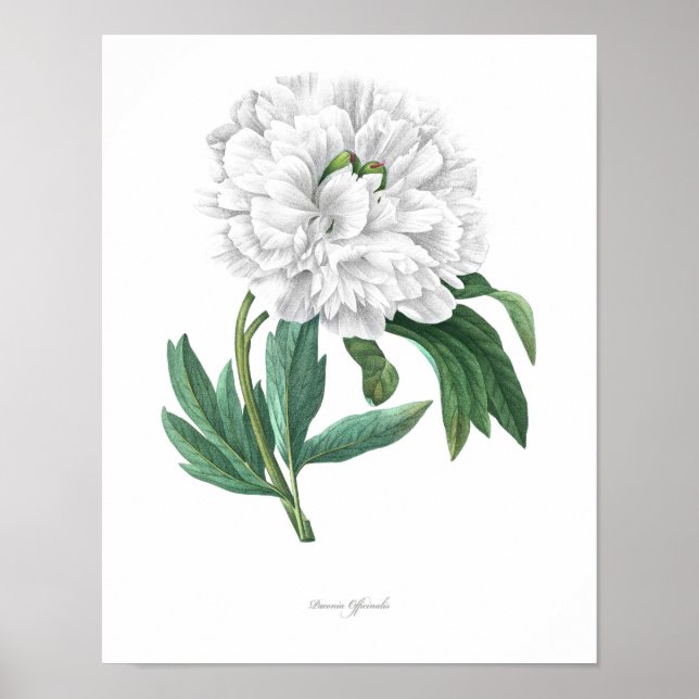 HIGHEST QUALITY Botanical print of Peony (Front)
