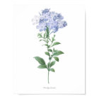 HIGHEST QUALITY Botanical print of Plumbago