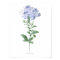 HIGHEST QUALITY Botanical print of Plumbago