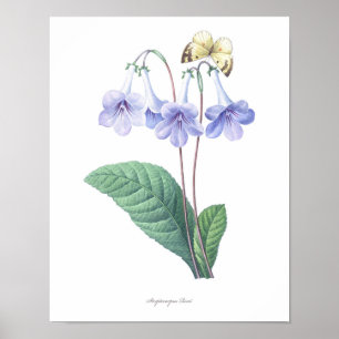 HIGHEST QUALITY Botanical print of Streptocarpus