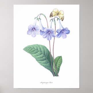 HIGHEST QUALITY Botanical print of Streptocarpus