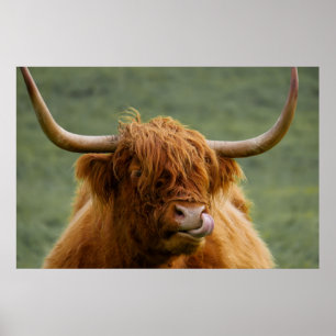 Highland beef cow licking it's nose poster