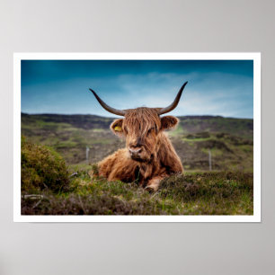 Highland Bull Lying in Grass Poster