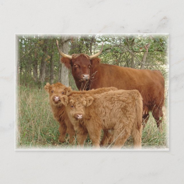 Highland calves postcard (Front)