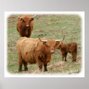 Highland Cattle 9Y316D-017 Poster
