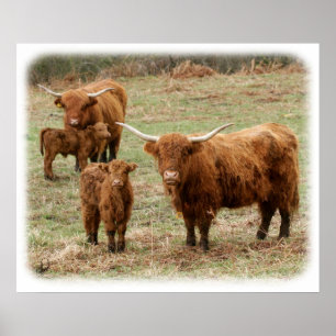 Highland Cattle 9Y316D-055 Poster