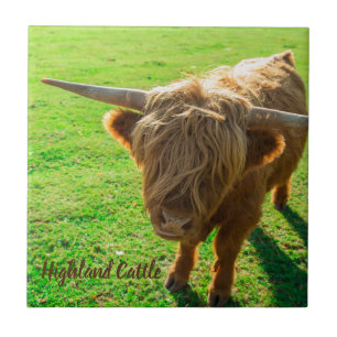 Highland cattle bovine for animal and farm lover tile