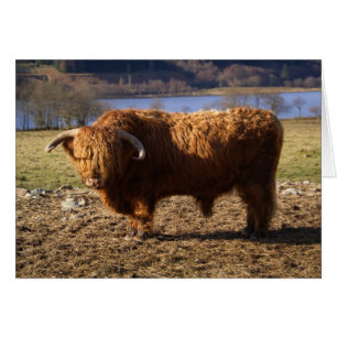 Highland Cattle Bull, Scotland