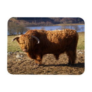 Highland Cattle Bull, Scotland Magnet