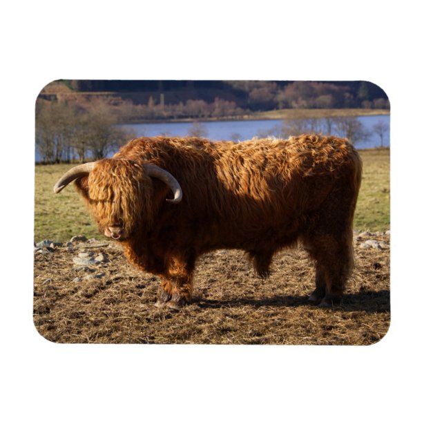 highland-cattle-gifts-gift-ideas-zazzle-uk