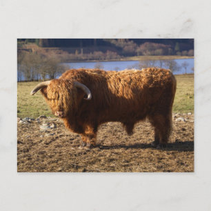 Highland Cattle Bull, Scotland Postcard